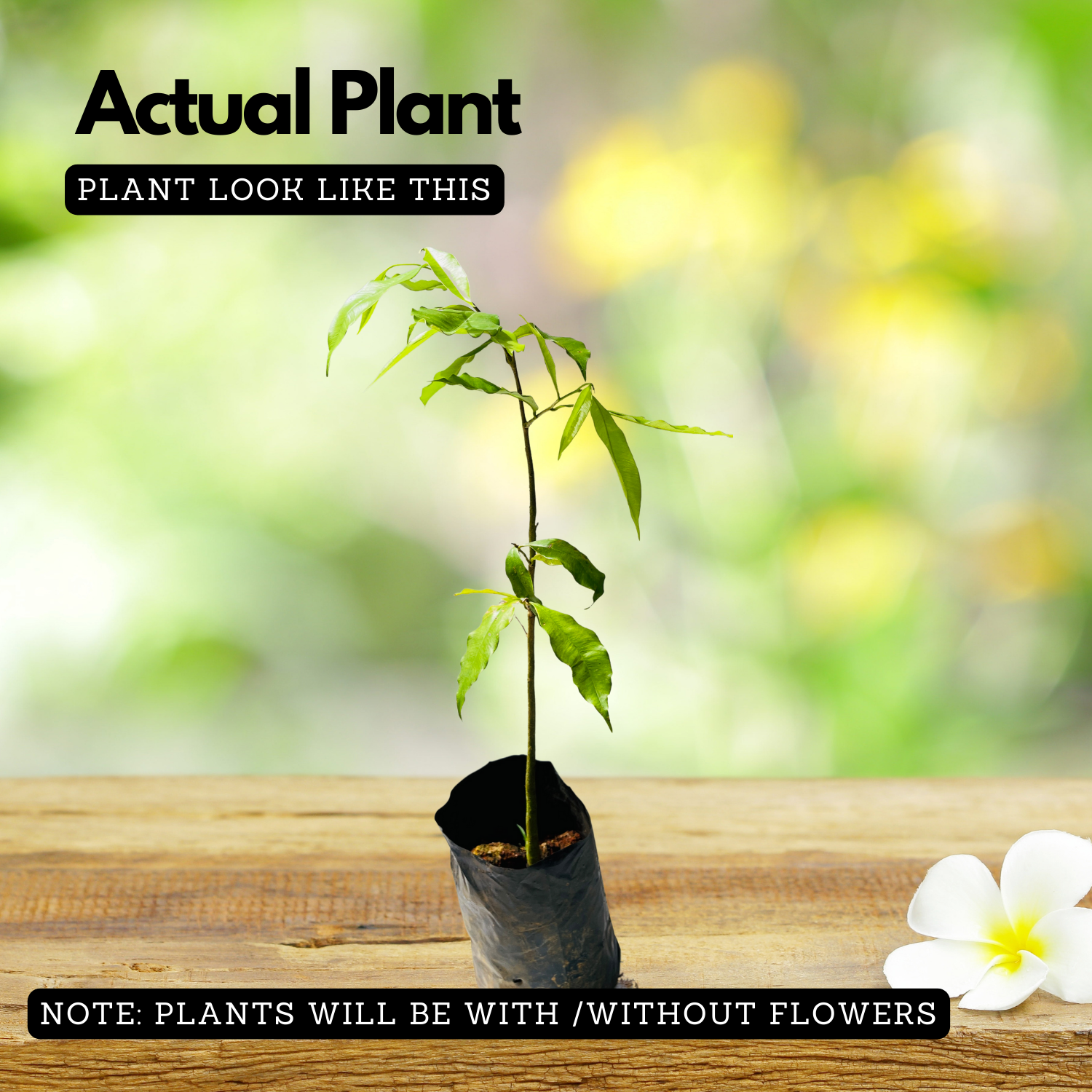 Agarwood / Oud / Oodh Wood Tree (Aquilaria agallocha) Ornamental Live Plant (Home & Garden)