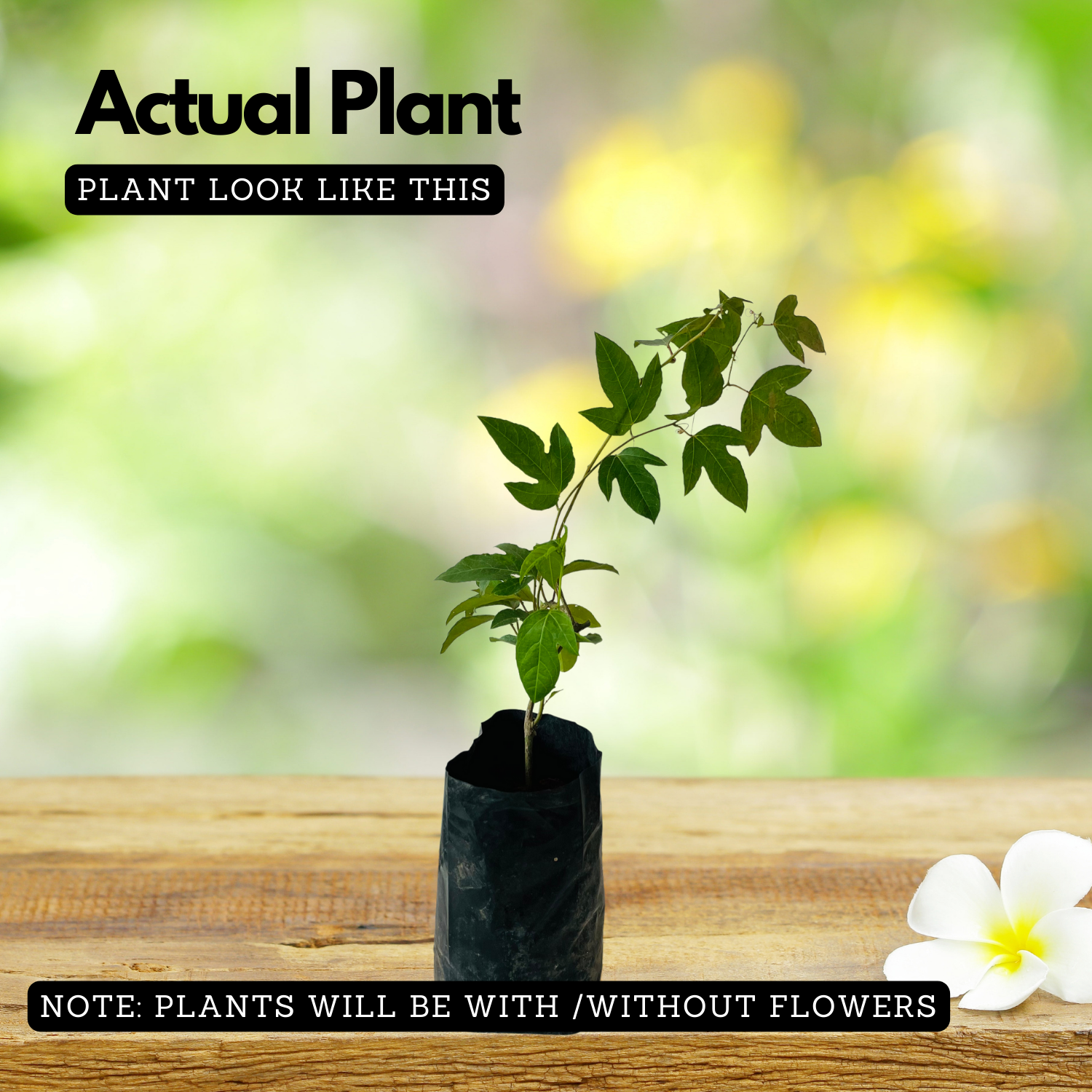 Passion Flower ( Passiflora incarnata ) Flowering/Ornamental Live Plant (Home & Garden)