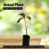 Cempedak | Chempedak  ( Artocarpus Integer ) Fruit Live Plant (Home & Garden)