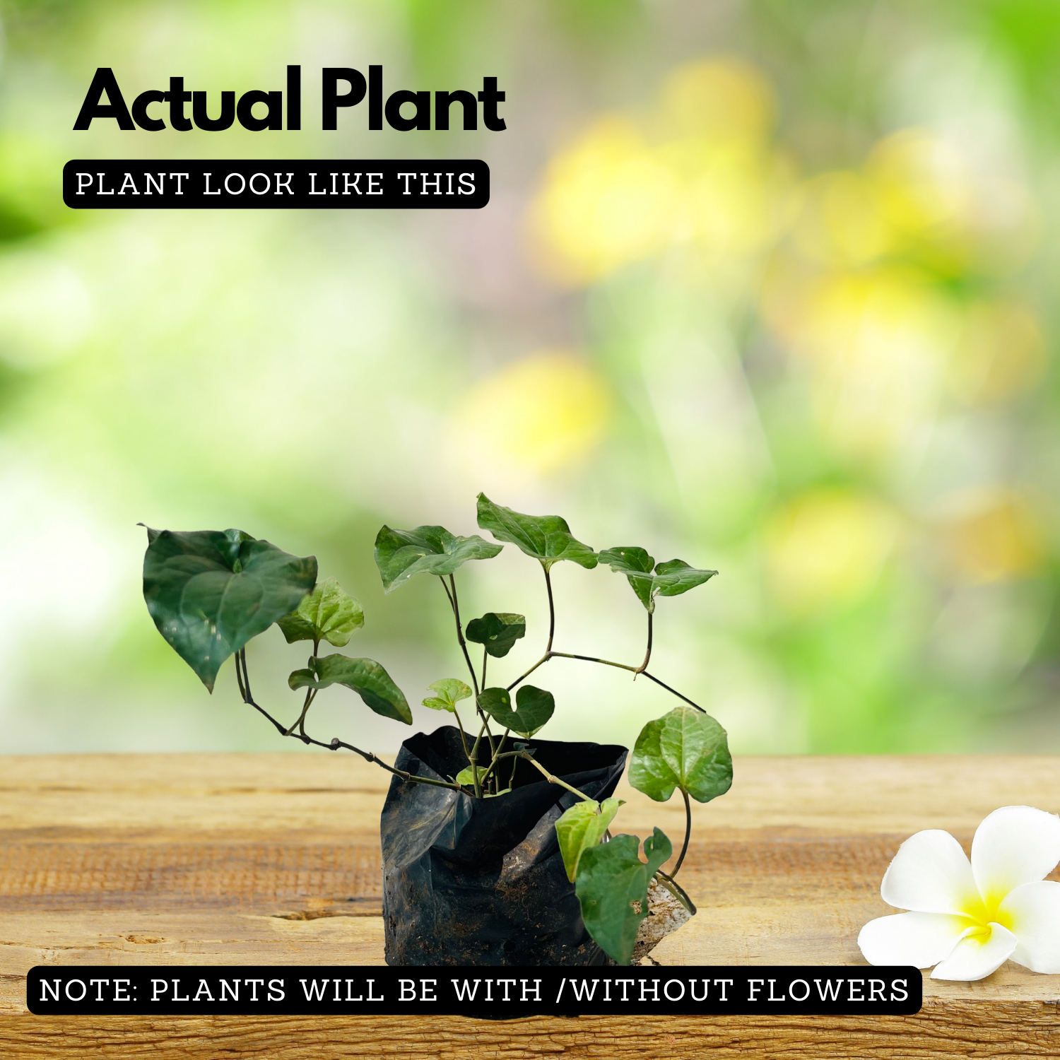 Thippali / Pippalli / Long pepper (Piper longum) Ornamental/Medicinal Live Plant (Home & Garden)