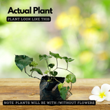 Thippali / Pippalli / Long pepper (Piper longum) Ornamental/Medicinal Live Plant (Home & Garden)