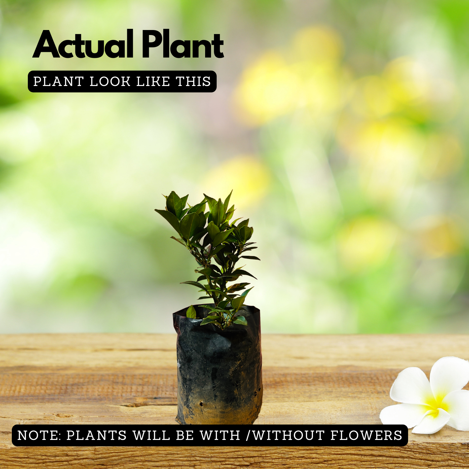 Miniature Mosambi / Sweet Lemon Miniature (Citrus limetta) Fruit Live Plant (Home & Garden)