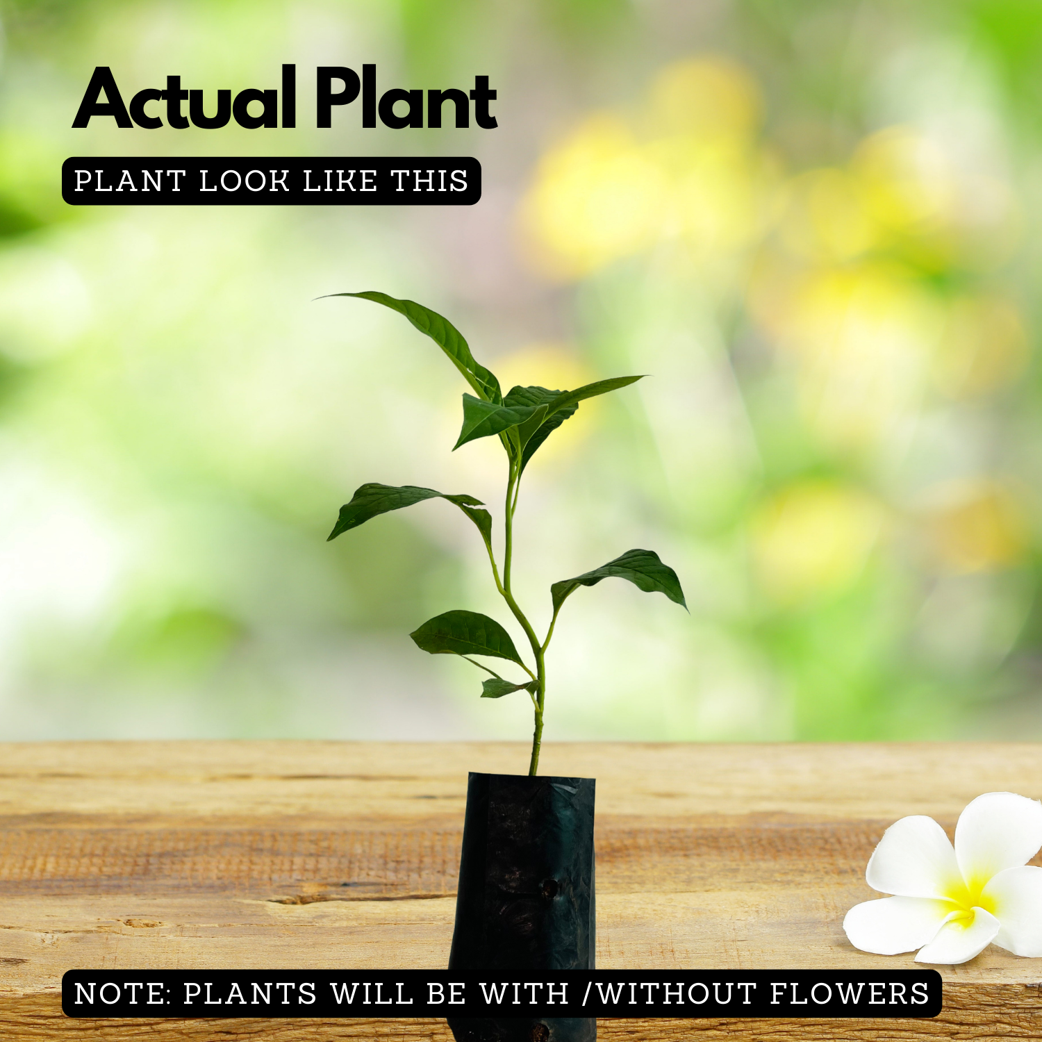 Chempakam Seedling Plant (Magnolia Champaca) Flowering/Ornamental Live Plant (Home & Garden)