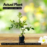 West Indian Cherry / Barbados Cherry (Malpighia emarginata) Fruit Live Plant (Home & Garden)