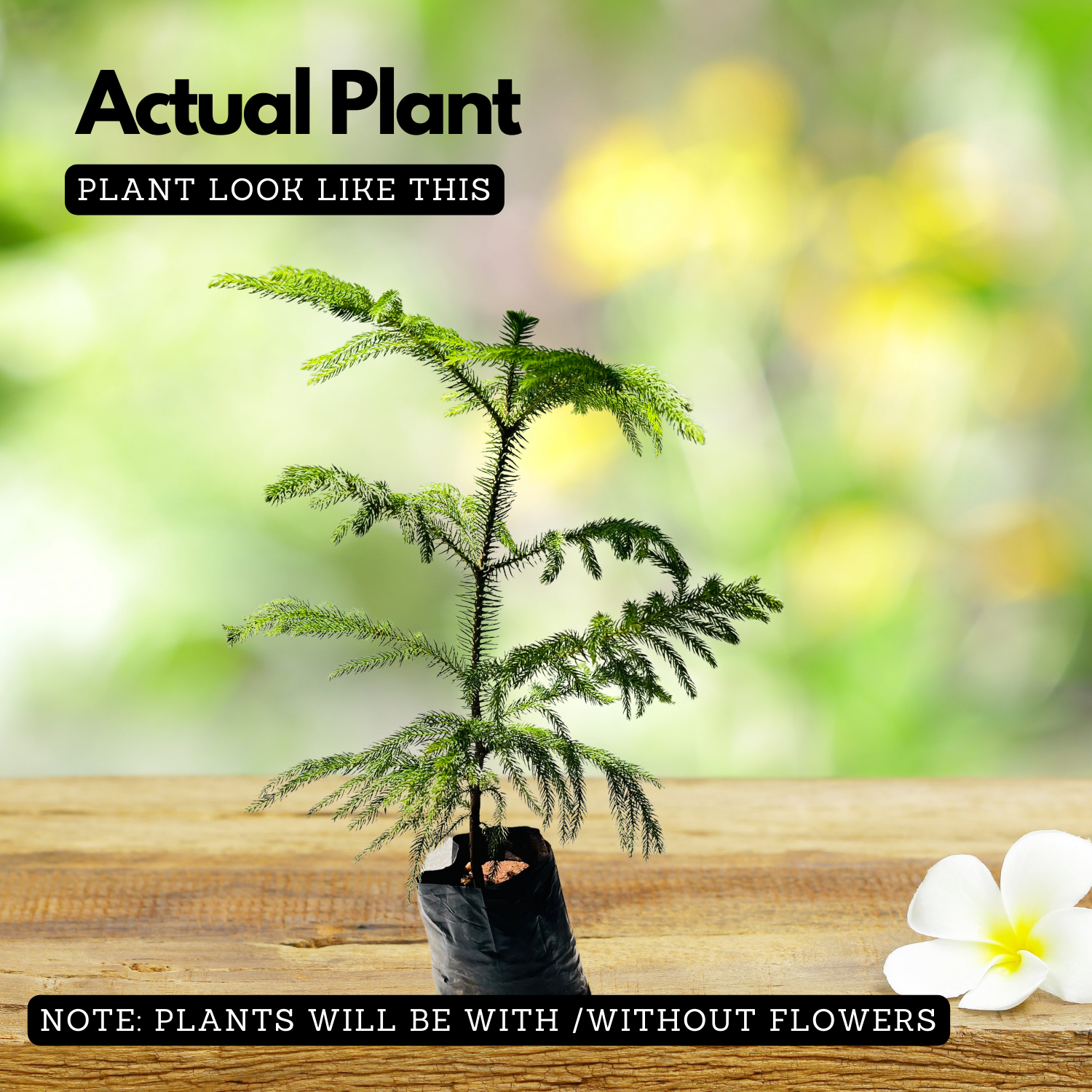 Araucaria Plant / Christmas Tree plant (Araucaria columnaris) Ornamental Live Plant (Home & Garden)