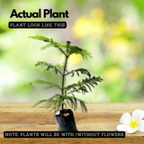Araucaria Plant / Christmas Tree plant (Araucaria columnaris) Ornamental Live Plant (Home & Garden)