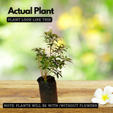 Nandyarvattam / Pinwheel Flower / Crape jasmine ( Tabernaemontana divaricata ) Flowering / Ornamental Live Plant (Home & Garden)