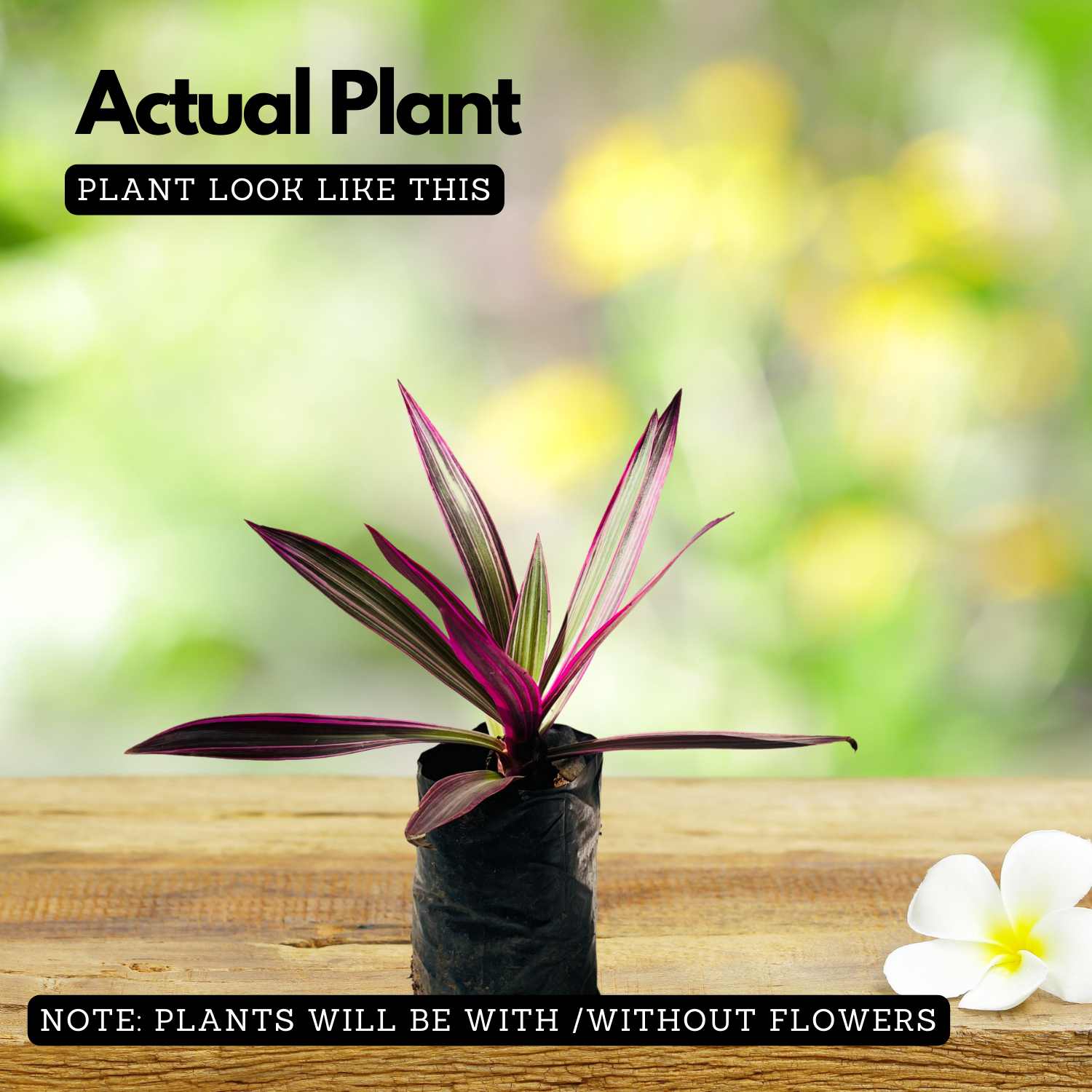 Rhoeo plant (Tradescantia spathacea) Ornamental Live Plant (Home & Garden)