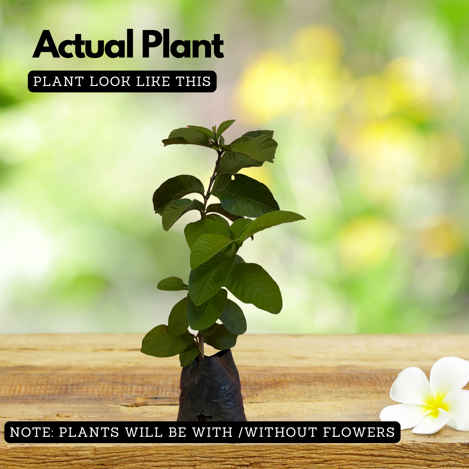 Lucknow 49 Guava ( Psidium guajava ) Fruit Live Plant (Home & Garden)