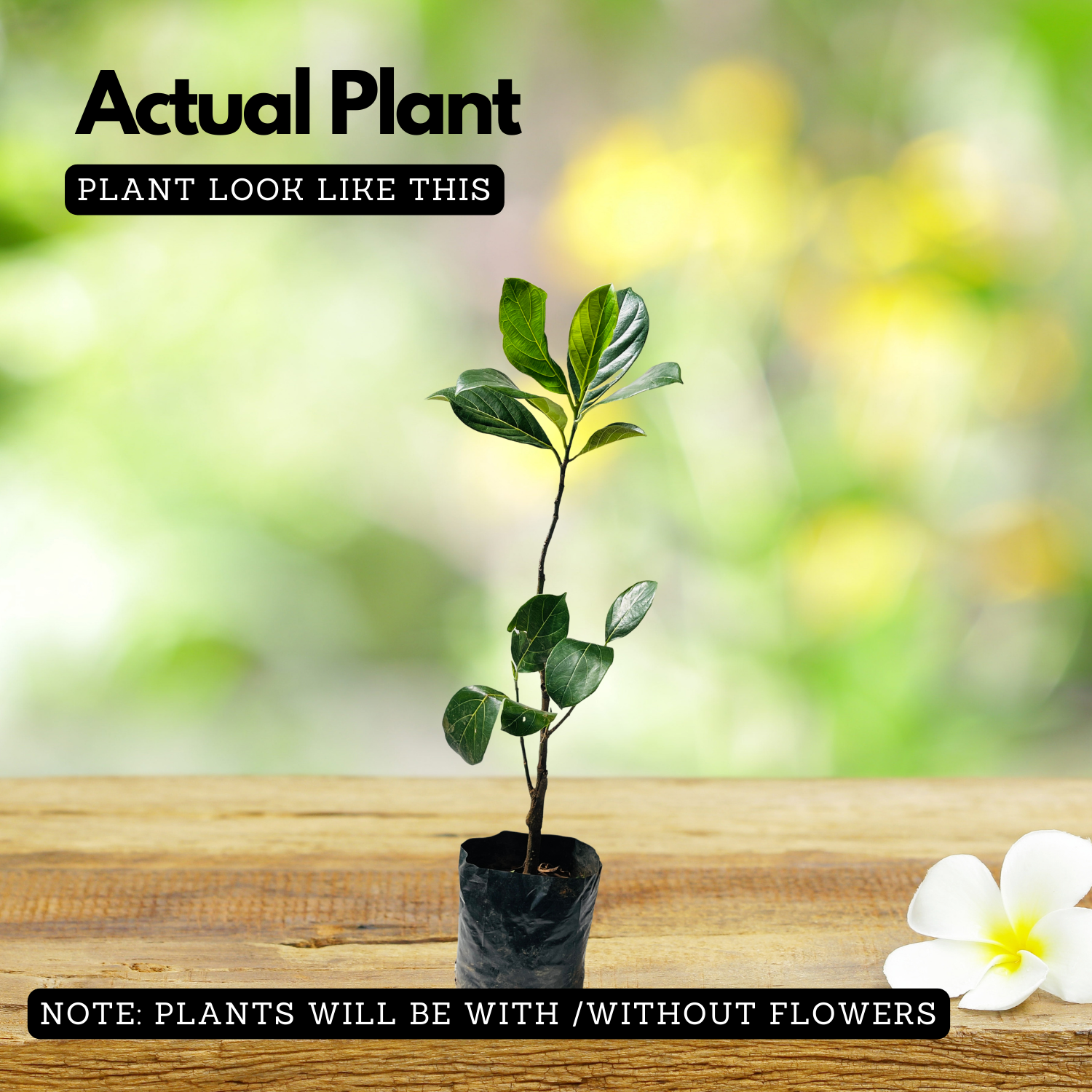 Gumless Jackfruit (Artocarpus heterophyllus) Fruit Live Plant (Home & Garden)