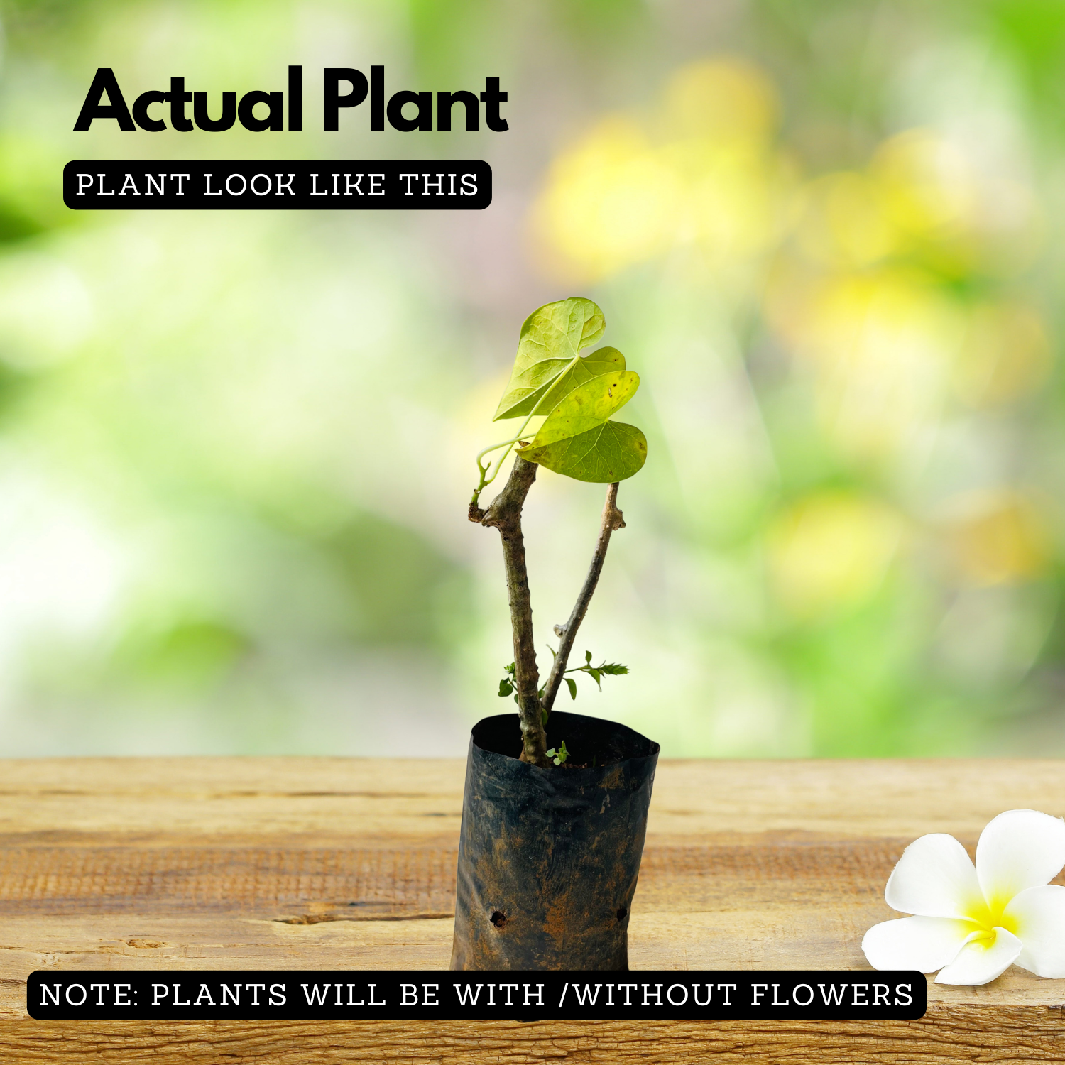 Giloy Plant / Chittamruthu  (Tinospora cordifolia) Medicinal Live Plant (Home & Garden)