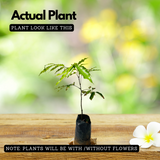 Pulasan Fruit / Philosan (Nephelium mutabile) Fruit Live Plant (Home & Garden)