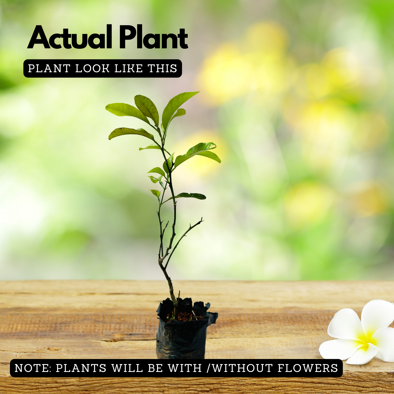 Vadukapuli / Giant Bitter / Pickle Lime (Citrus pennivesiculata) Fruit Live Plant (Home & Garden)