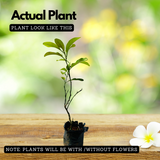 Vadukapuli / Giant Bitter / Pickle Lime (Citrus pennivesiculata) Fruit Live Plant (Home & Garden)
