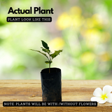 Bael Tree / Bilva Patra / Bel Patra / Indian Bael / Koovalam / Wood Apple (Aegle marmelos) Fruit/Medicinal Live Plant (Home & Garden)
