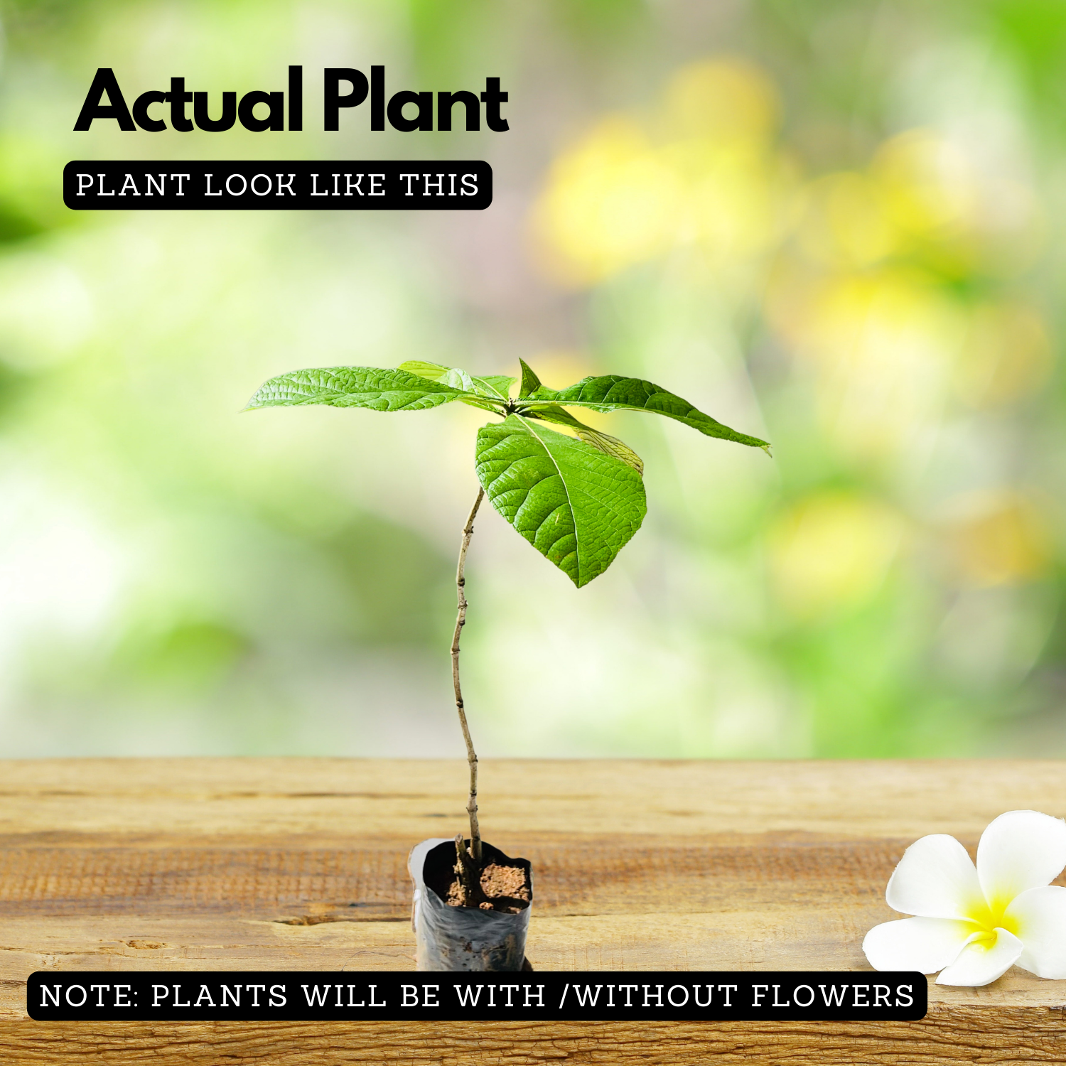 Teak Wood Plant / Sagwan (Tectona grandis) Ornamental Live Plant (Home & Garden)