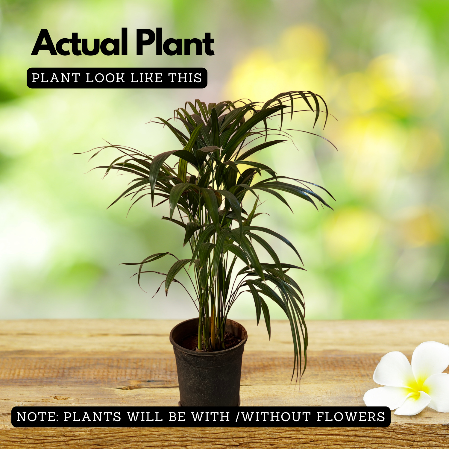 Areca Palm (Dypsis lutescens) Ornamental Live Plant (Home & Garden)