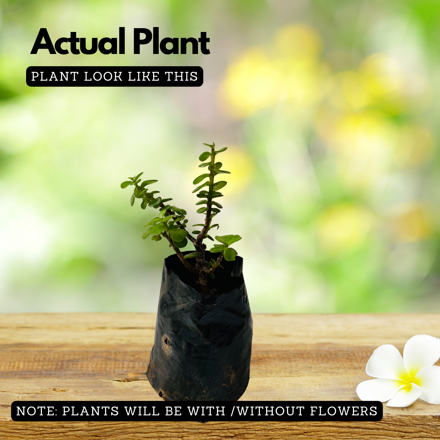 Jade Plant (Crassula ovata) Ornamental Live Plant (Home & Garden)