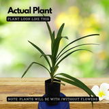 Rambha Plant (Pandanus Amaryllifolius Plant - Pandan Plant, Biryani leaves Plant, Basmati Plant) - Medicinal/Ornamental Plant