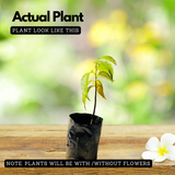 Aathachakka (Annona reticulata) Fruit Live Plant (Home & Garden)
