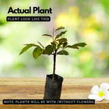 Nutmeg / Jaathi (Bud) ( Myristica fragrans ) Fruit/Medicinal  Live Plant (Home & Garden)