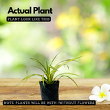 Spider Plant (Chlorophytum comosum) Ornamental Live Plant (Home & Garden)