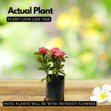 Pink Ixora / Pink Chethi (Ixora coccinea) Flowering/Ornamental Live Plant (Home & Garden)
