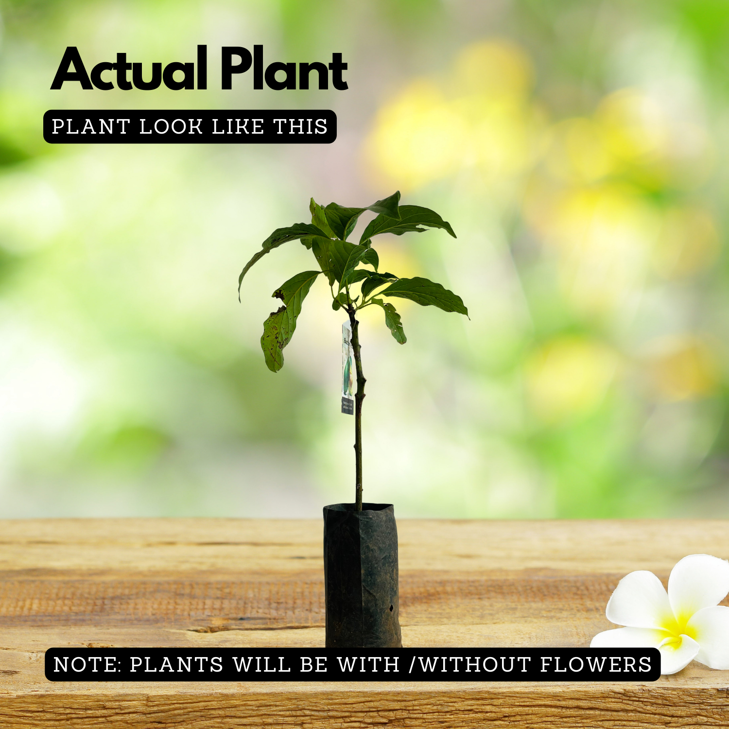 Avocado ( Pinkerton ) grafted / Butter Fruit ( Persea americana ) Fruit Live Plant (Home & Garden)