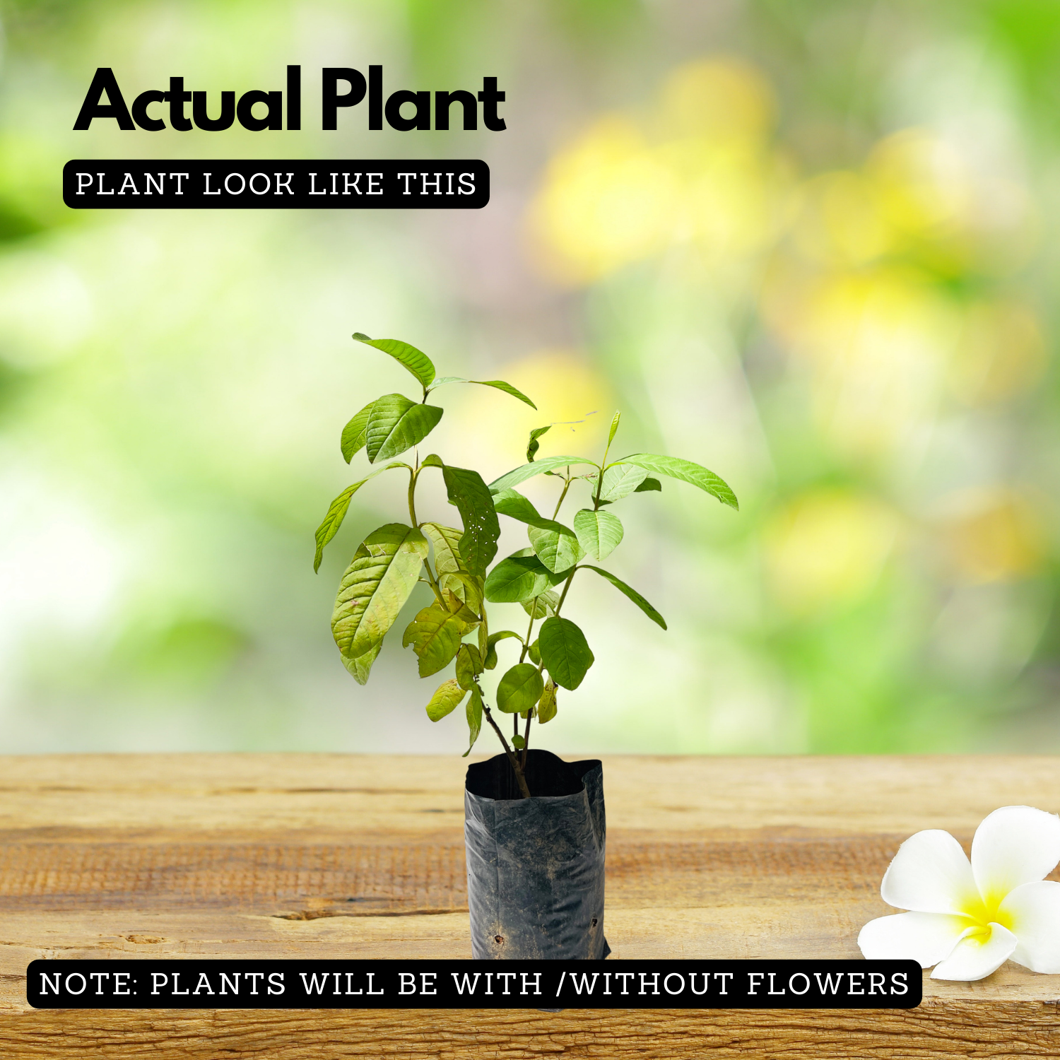 Common Guava Plant / Pera  (Psidium guajava) Fruit Live Plant (Home & Garden)