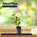 Common Guava Plant / Pera  (Psidium guajava) Fruit Live Plant (Home & Garden)