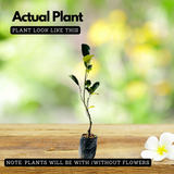 Muttan Varika Jackfruit (artocarpus heterophyllus) Fruit Live Plant (Home & Garden)