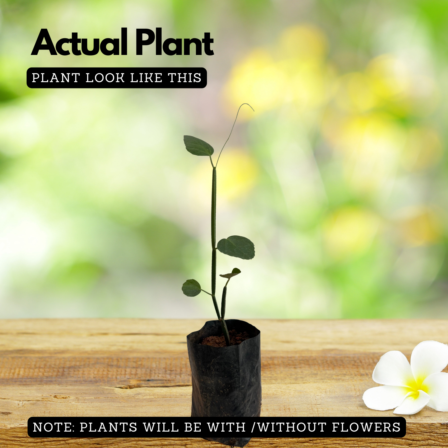 Changalamparanda ( Cissus Quadrangularis ) Medicinal Live Plant (Home & Garden)