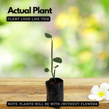 Changalamparanda ( Cissus Quadrangularis ) Medicinal Live Plant (Home & Garden)