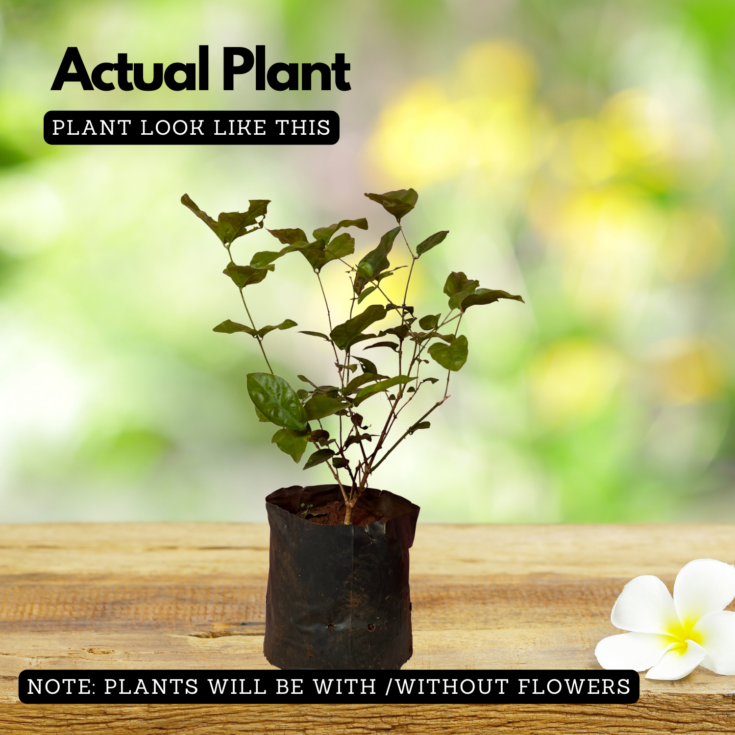White Arabic Jasmine / Kutti Mulla (Jasminum) Flowering/Ornamental Live Plant (Home & Garden)