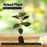 Hibiscus / Chembarathi / China rose / Shoeblack Plant (Any Colour) (Hibiscus rosa-sinensis) Flowering/Ornamental\ Live Plant (Home & Garden)