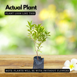 Euginea Red (Syzygium Gratum) Ornamental Live Plant (Home & Garden)