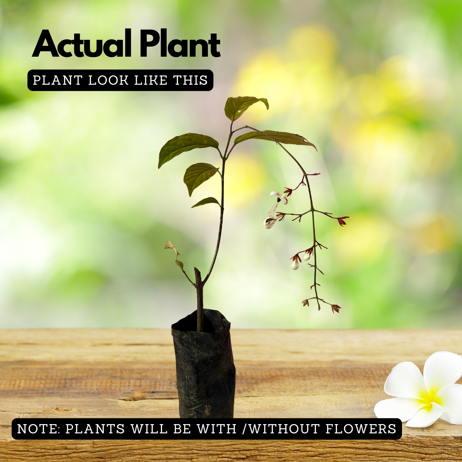 Light Bulbs | Chains Of Glory | Wallich's Glorybower | Bridal Veil (Clerodendrum wallichii) Flowering/Ornamental Live Plant (Home & Garden)