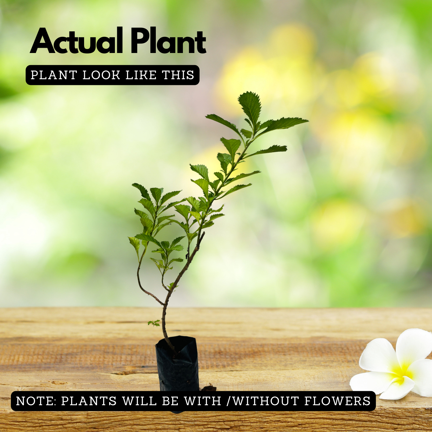 Kesavardhini Plant (Centratherum Punctatum) Flowering/Ornamental/Medicinal Live Plant (Home & Garden)