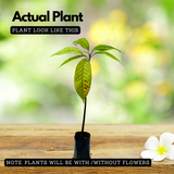 Cocoa Fruit (Theobroma cacao) Fruit Live Plant (Home & Garden)
