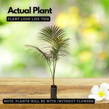 Sayagra Palm Plant (Syagrus romanzoffiana) Ornamental Live Plant (Home & Garden)