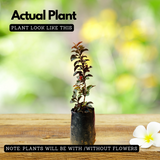Miniature Strawberry Guava /  Red Guava (Psidium cattleianum) Fruit Live Plant (Home & Garden)