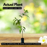 Chamba / Water Apple (Syzygium samarangense) Fruit/Ornamental Live Plant (Home & Garden)