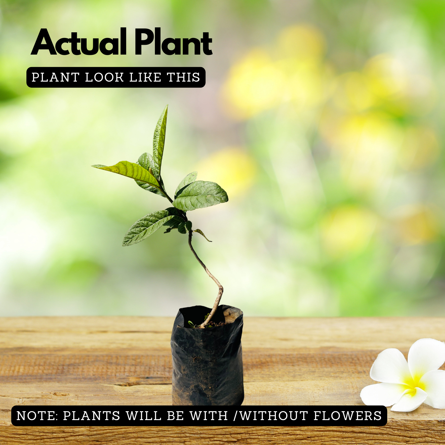 Loquat Plum Plant (Eriobotrya japonica) Fruit Live Plant (Home & Garden)