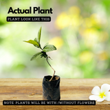 Loquat Plum Plant (Eriobotrya japonica) Fruit Live Plant (Home & Garden)