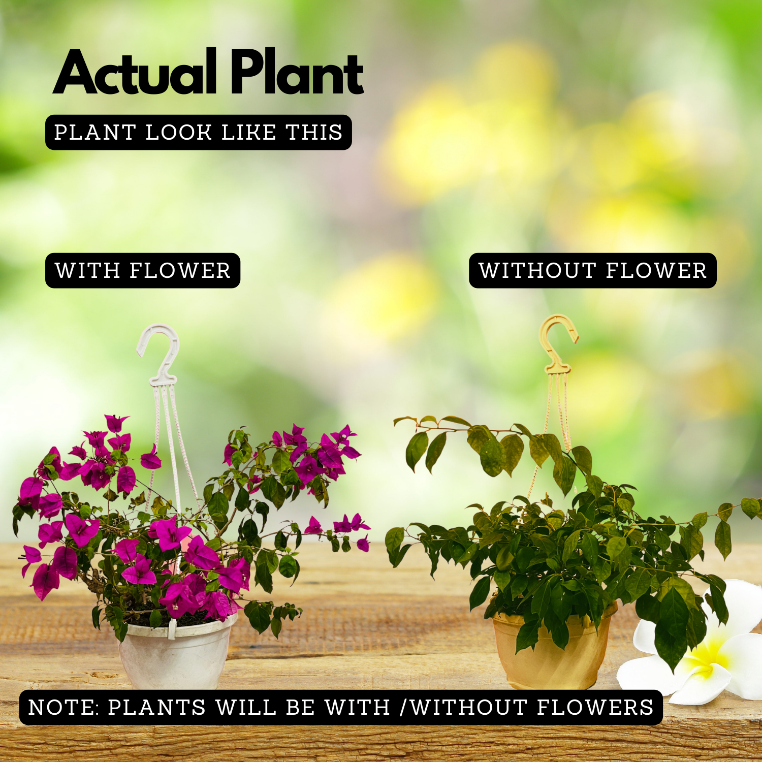 Hanging Bougainvillea / Paperflower (Bougainvillea glabra) Flowering/Ornamental Live Plant (Home & Garden)