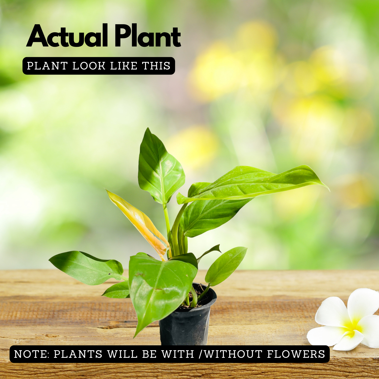 Philodendron Ceylone Gold (Philodendron erubescens) Ornamental Live Plant (Home & Garden)