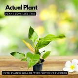 Philodendron Ceylone Gold (Philodendron erubescens) Ornamental Live Plant (Home & Garden)