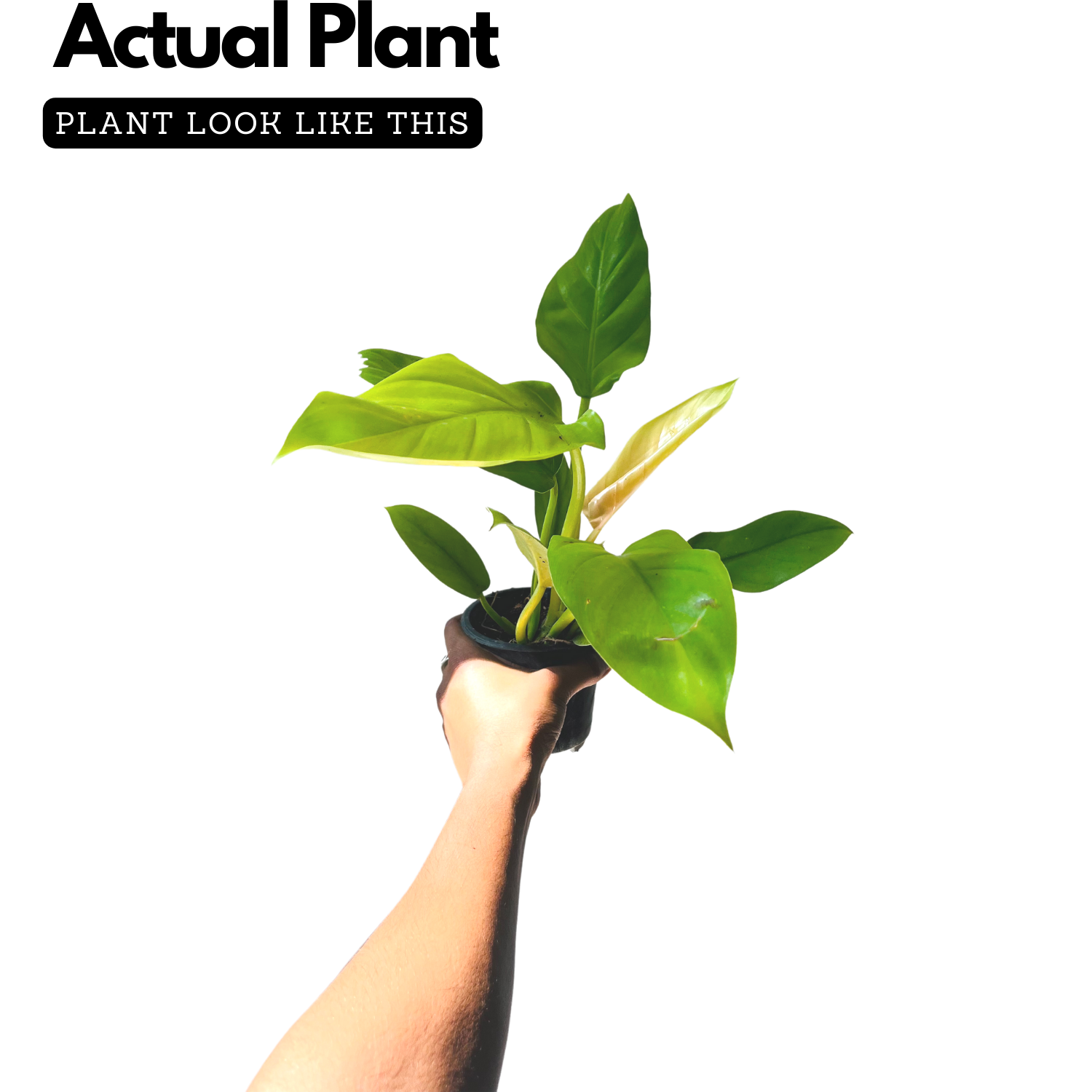 Philodendron Ceylone Gold (Philodendron erubescens) Ornamental Live Plant (Home & Garden)