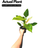 Philodendron Ceylone Gold (Philodendron erubescens) Ornamental Live Plant (Home & Garden)