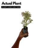 Aralia Variegated ( Polyscias fruticosa ) Ornamental Live Plant (Home & Garden)